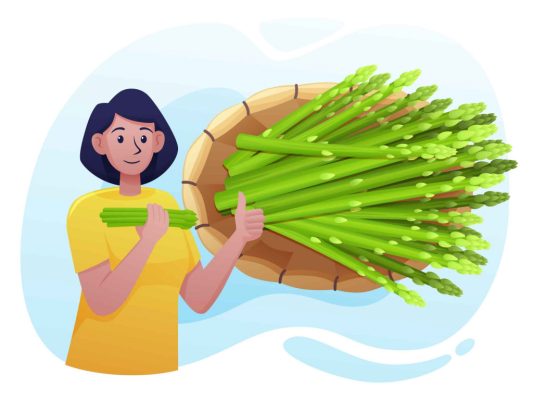 Free Asparagus Illustration (AI, EPS, PNG)